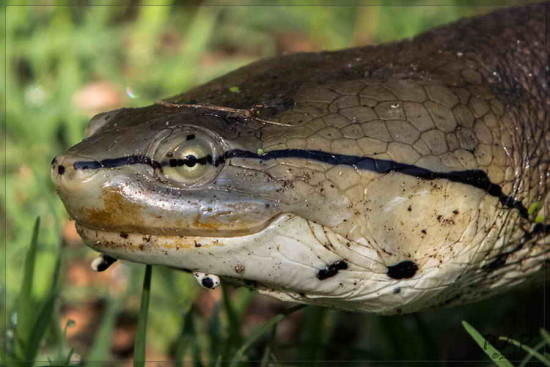 Tortuga de laguna/Side-necked turtle