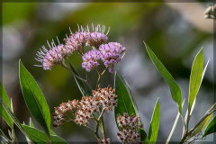 Aliso de río/Tessaria integrifolia