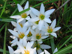 Azucenita del campo/Zephyr lily