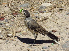 Calandria-grande/Chalk-browed Mockingbird