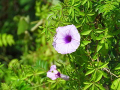 Campanilla lila/Morning glory