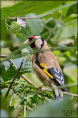 Cardelino/European Goldfinch