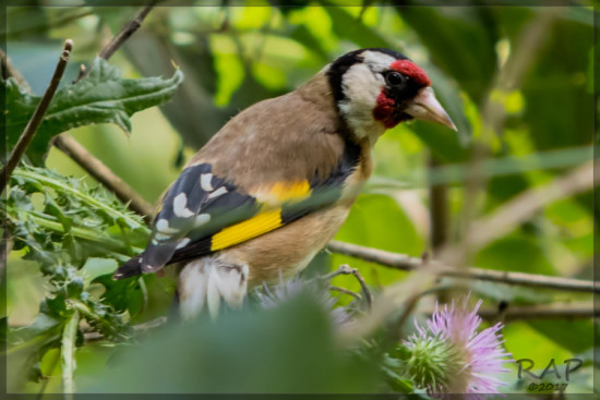 Cardelino/European Goldfinch