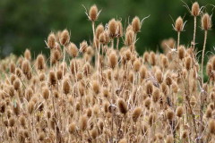 Cardencha/Wild teasel