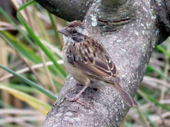 Chingolo/Rufous-collared Sparrow