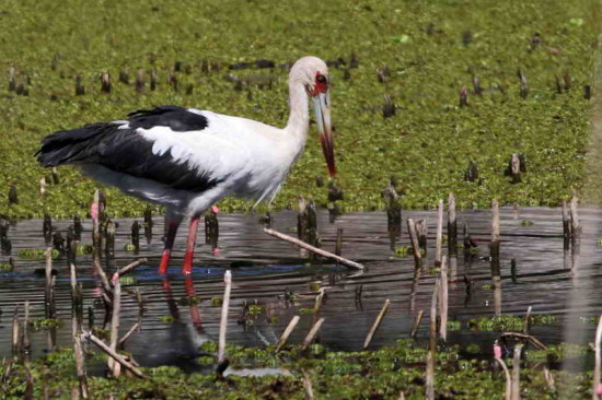 Cigüeña/Maguari Stork