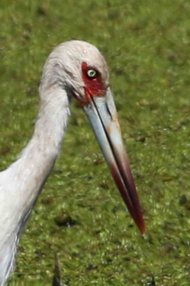 Cigüeña/Maguari Stork