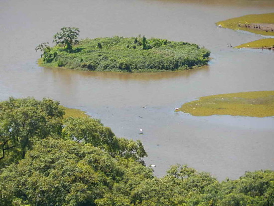 Coipos/Coypu Pond