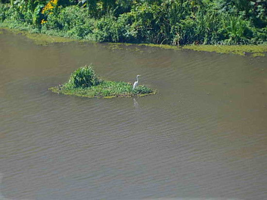 Coipos/Coypu Pond