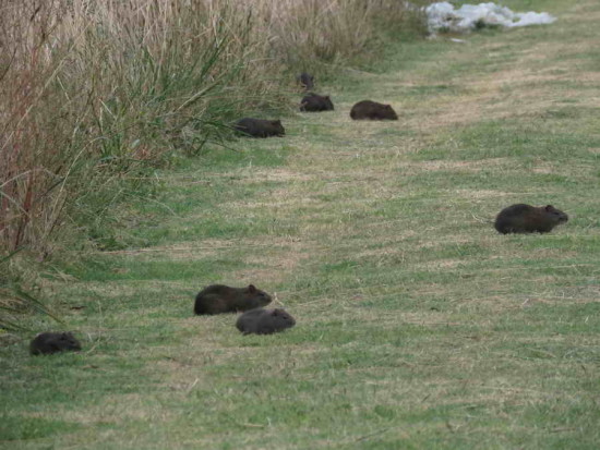 Cuis/Brazilian Guinea pig