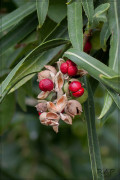 Curupí/Tallow tree