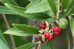 Curupí/Tallow tree