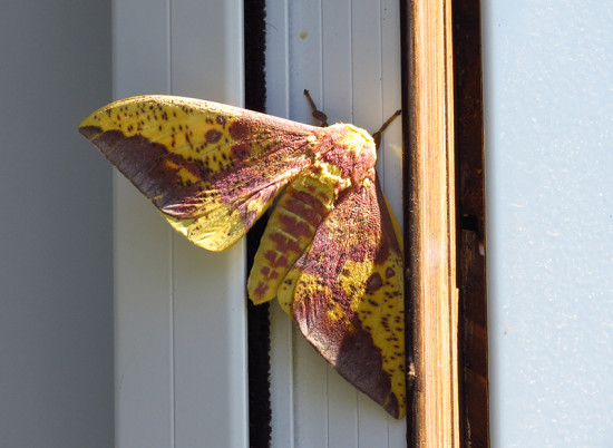 Polilla real/Imperial moth