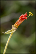 Flor de la oración/Longlfower evening primrose