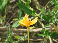 Flor de la oración/Longlfower evening primrose