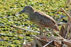 Garza bruja/Black-crowned Night-Heron