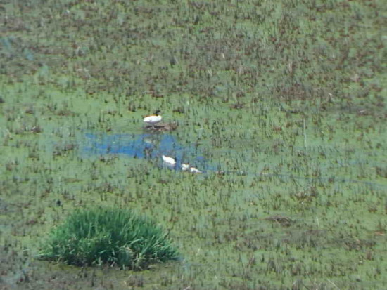 Laguna Gaviotas/Gull Pond