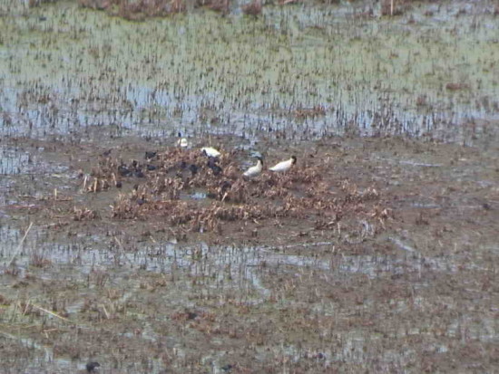 Laguna Gaviotas/Gull Pond