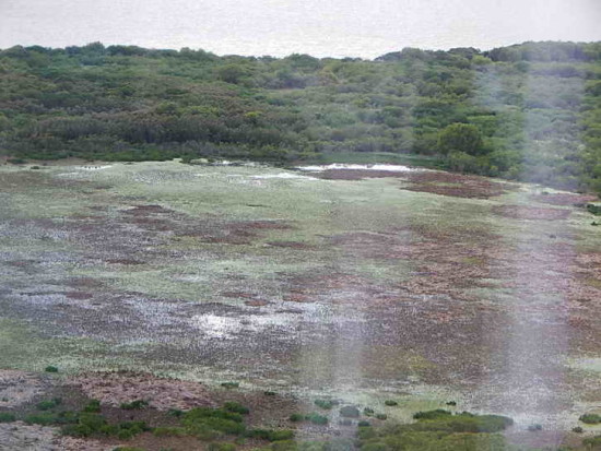 Gaviotas/Gull Pond