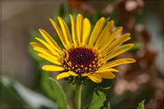 Margarita amarilla/Grindelia pulchella