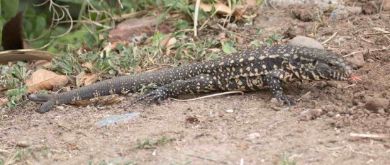 Lagarto overo/Black-and-white Tegu