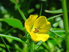 Duraznillo de agua/False loosestrife