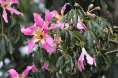 Palo borracho/Sild floss tree