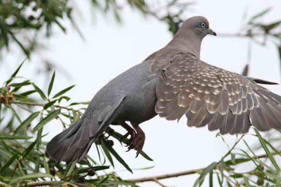 Paloma manchada/Spot-winged Pigeon