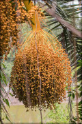 Palmera canaria/Canary Island date palm