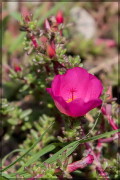 Portulaca/Rose moss