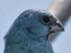 Reinamora chicaM/Glaucous-blue Grosbeak