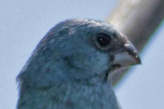 Reinamora chicaM/Glaucous-blue Grosbeak