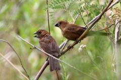 Reinamora grande/Ultramarine Grosbeak