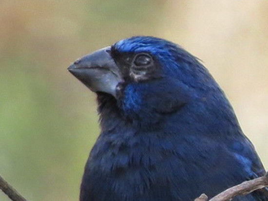 Reinamora grande/Ultramarine Grosbeak