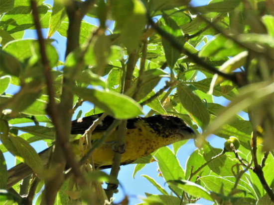 Rey del bosque/Black-backed Grosbeak