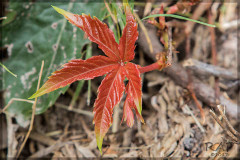 Ricino/Castor bean