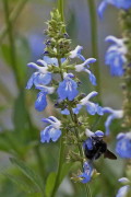 Salvia celeste/Salvia uliginosa