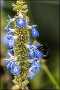 Salvia celeste/Salvia uliginosa