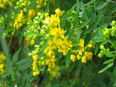 Sen del campo/Buttercup tree