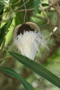 Tasi/Common moth vine