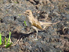 Zorzal chalchalero/Creamy-bellied Thrush