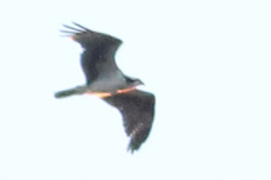 Águila pescadora/Osprey