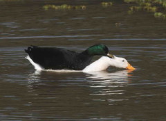 Ánade-pekin/Mallard-Pekin Ducks