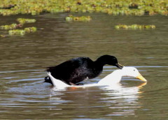 Ánade-pekin/Mallard-Pekin Ducks