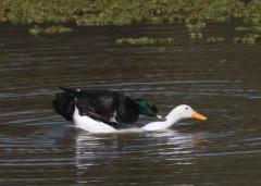 Ánade-pekin/Mallard-Pekin Ducks