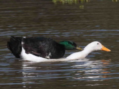 Ánade-pekin/Mallard-Pekin Ducks
