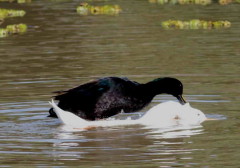 Ánade-pekin/Mallard-Pekin Ducks