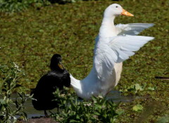 Ánade-pekin/Mallard-Pekin Ducks