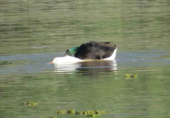 Ánade-pekin/Mallard-Pekin Ducks