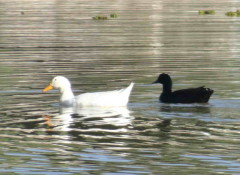 Ánade-pekin/Mallard-Pekin Ducks